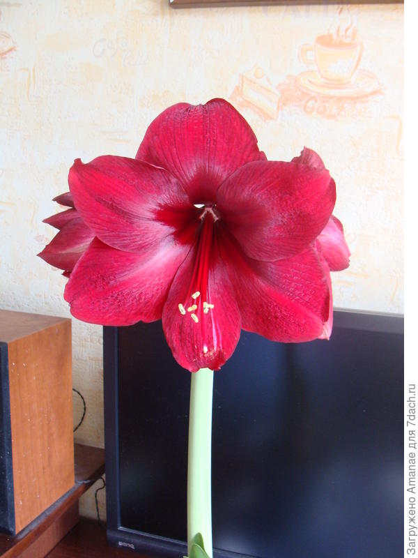 Ред Лион, мой первый гипп