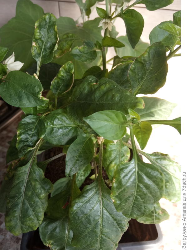 Кузя