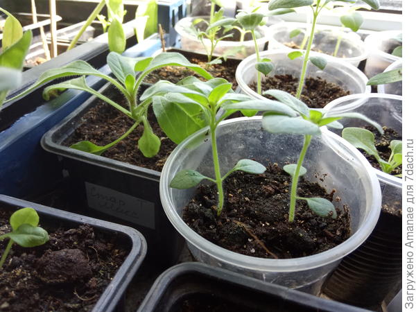 Пурпурный вальс 28 апреля