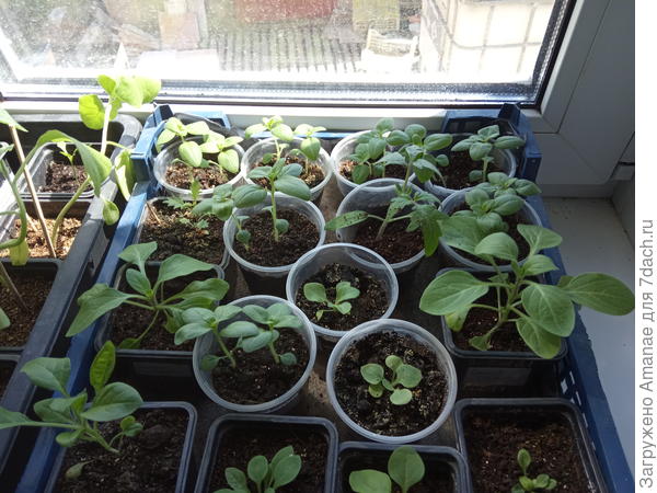 Пурпурный вальс на окне