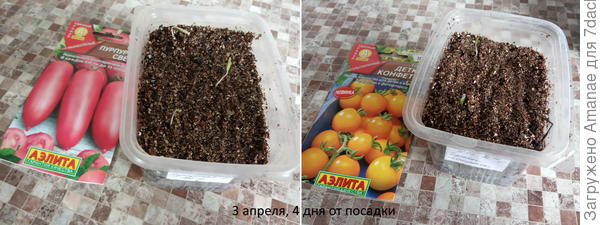 Дружные всходы на 4 день от посадки