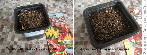 Всходы от повторного посева