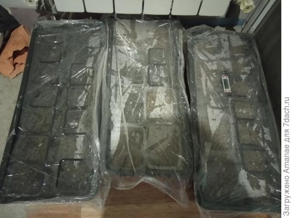 На теплом полу всходы появляются очень быстро