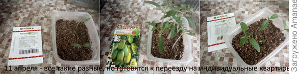 11 апреля