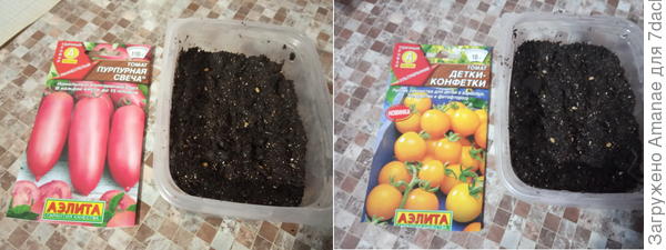 Сажаю по 5 семечек каждого сорта