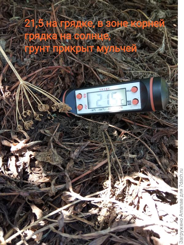 Грядка, прикрытая мульчей, всего 21,9
