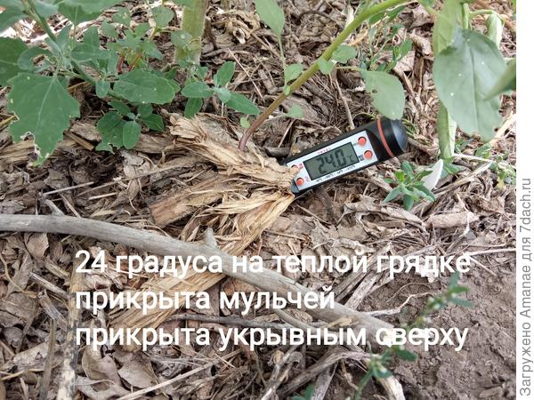 На теплой грядке, закрытой сверху укрывным