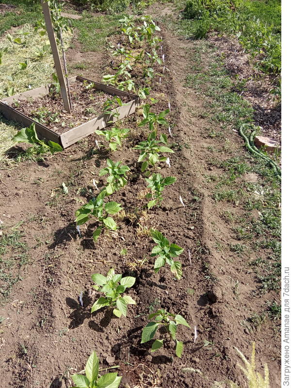 Бортики - важная часть, чтобы вода оставалась в грядке