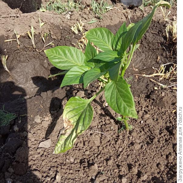 Даже удобрить нечем. Эх, компоста бы или биогумуса