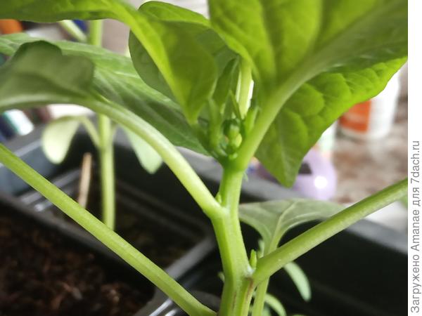 первый бутон