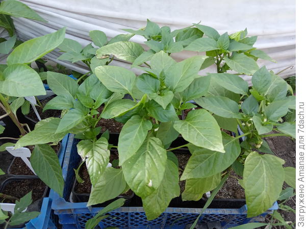 К взрослой жизни готовы