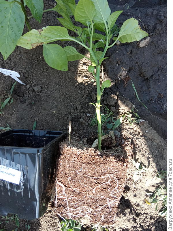 Вытаскиваю с горшочка