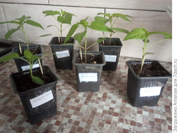 уже совсем взрослые