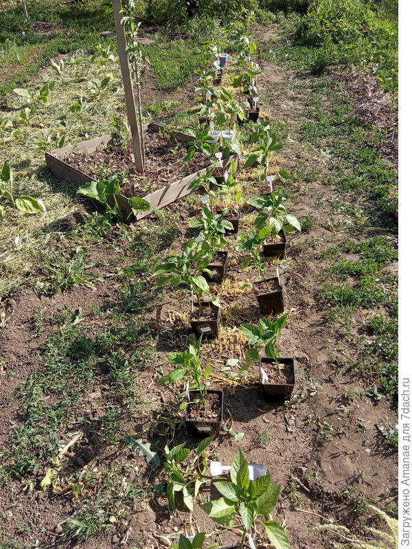 Прикидка на грядке