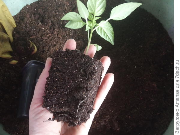 могли бы еще недельку подождать