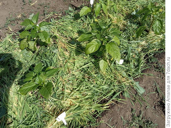 Травы мало, но сколько есть