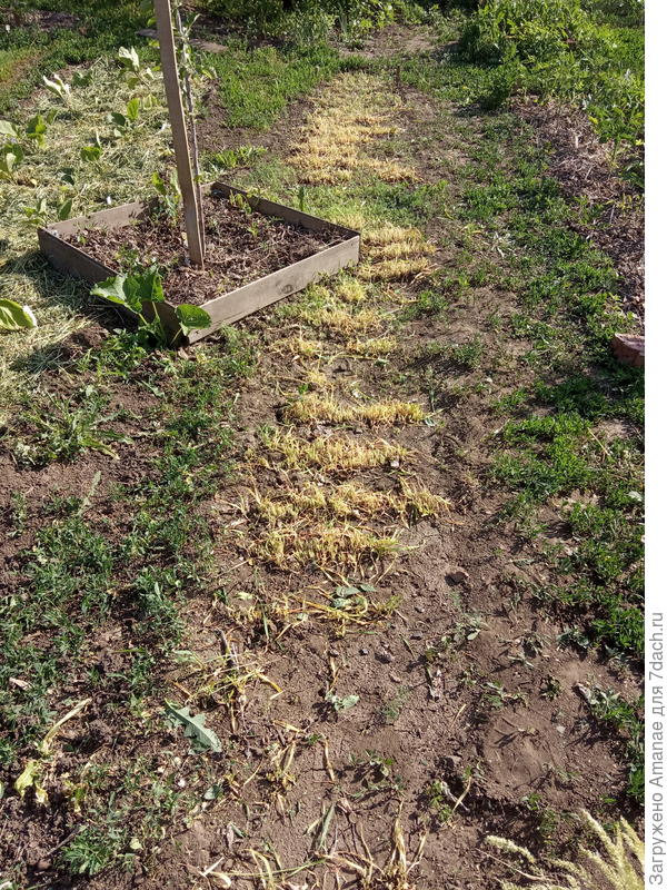 Зелень аккуратно срезала и убрала на пару часов - она еще пригодится