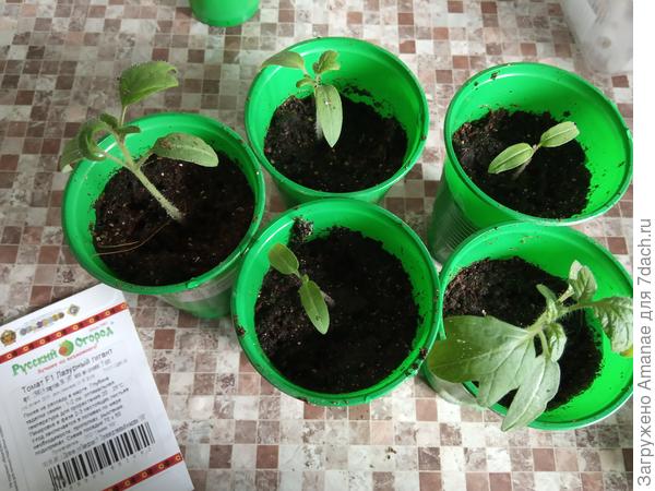 5 отобранных лазурных гигантов