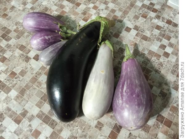 Валентина и Полосатая семейка