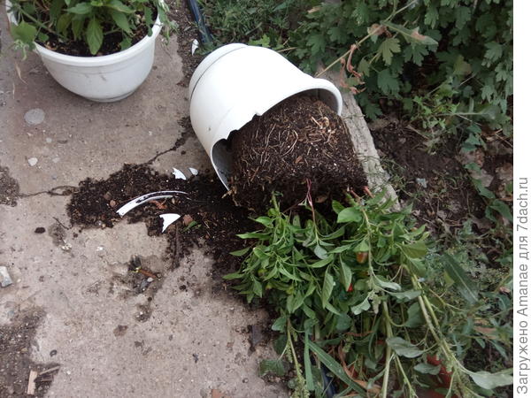 19 августа, ветром сбросило кашпо