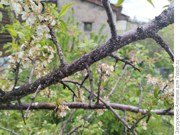 Еще веточка