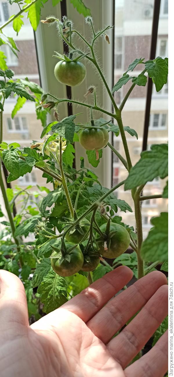 уже завязались плоды