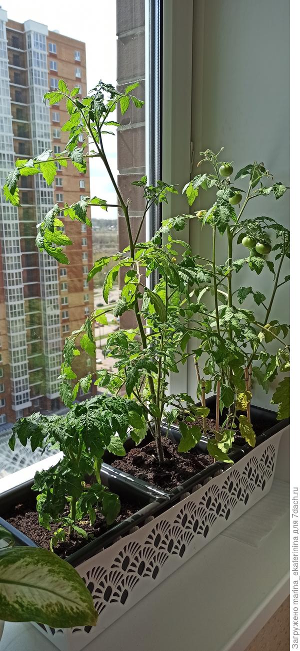 огород на окне