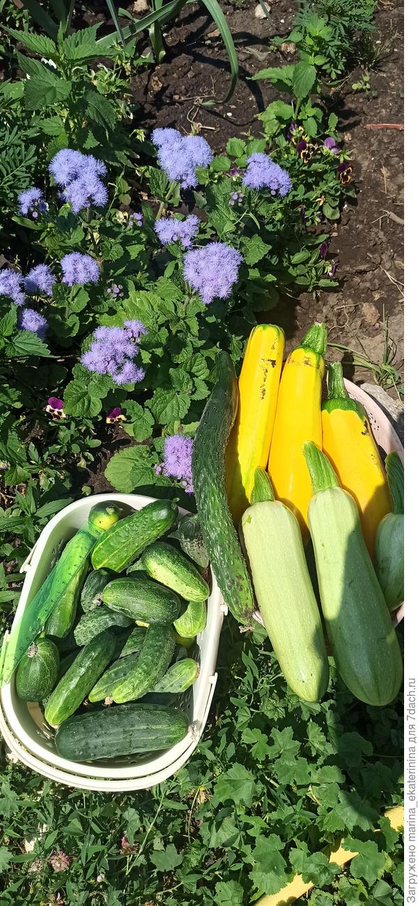 Разнообразие кабачков