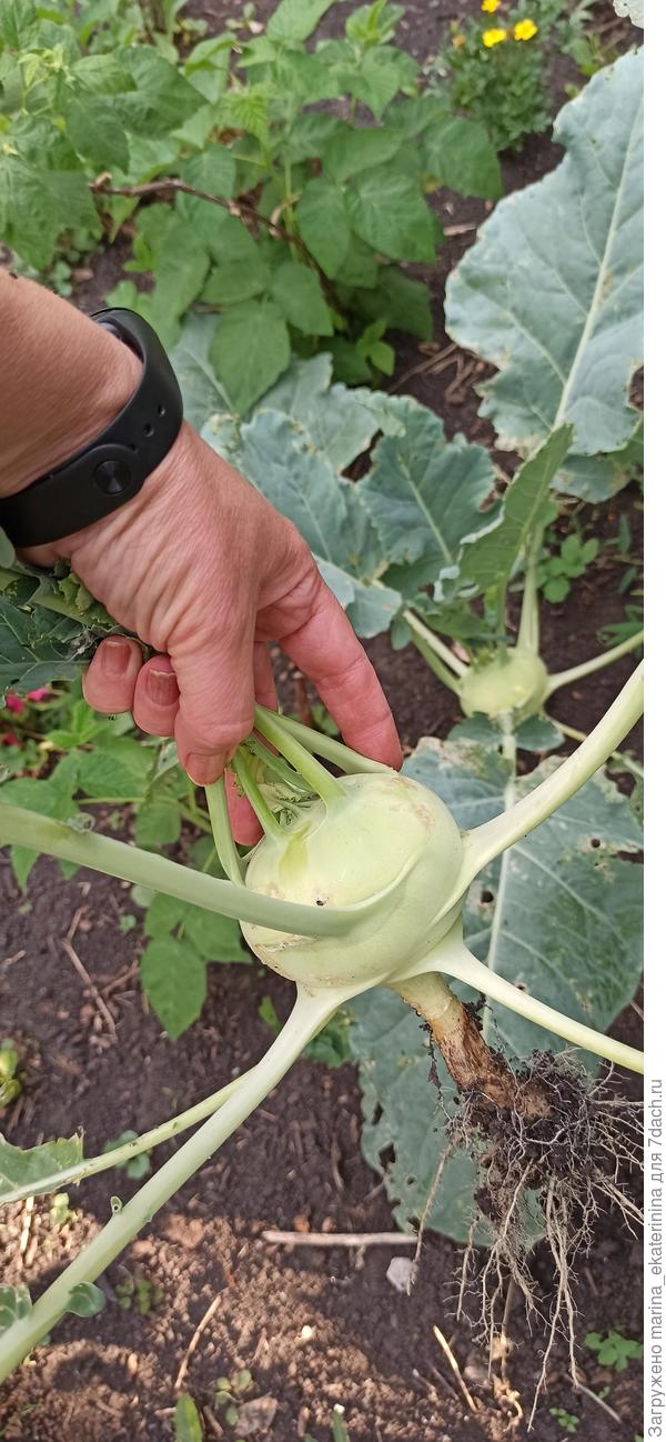 Кольраби в моей руке