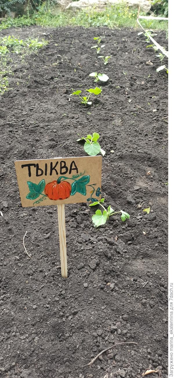 Здесь будут тыквы