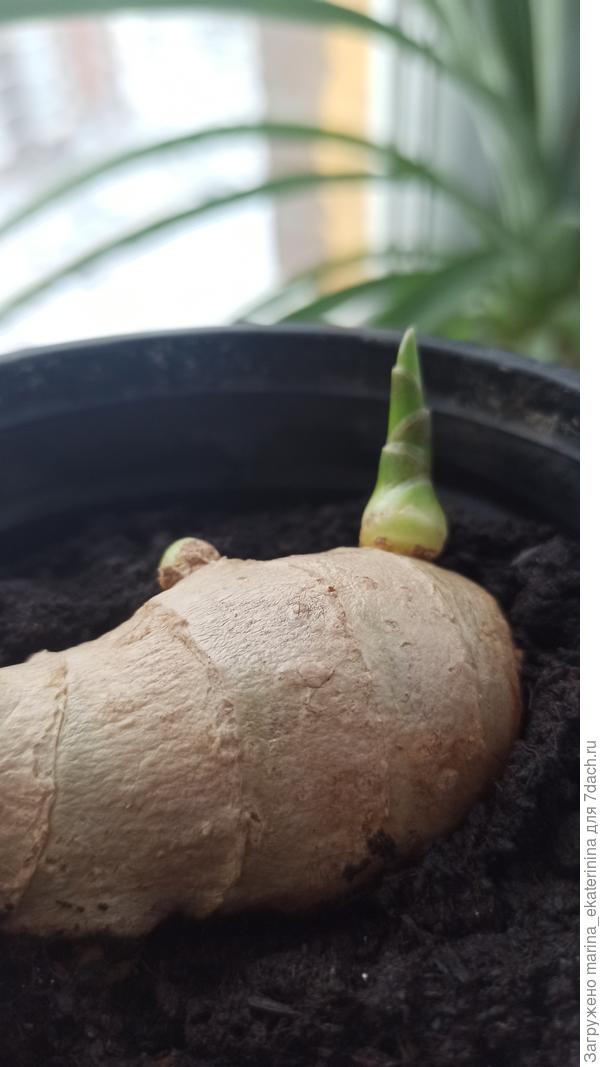 Корень имбиря с почками