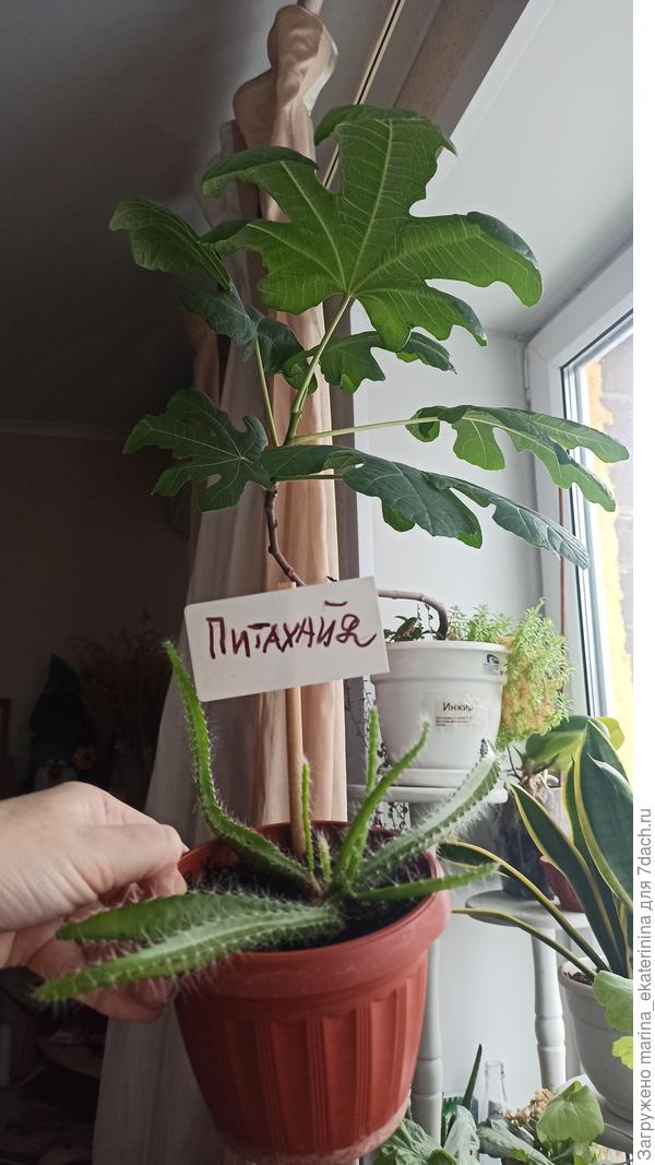 Сейчас у меня на подоконнике: питахайя и инжир