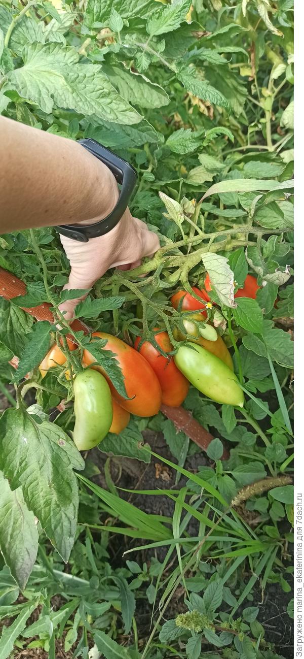 Куст Самкона