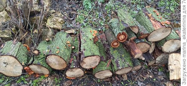 Опята на пеньках