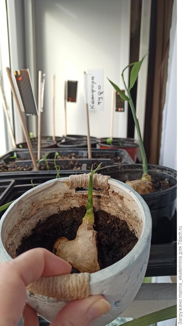 На 1 плане горшочек №2