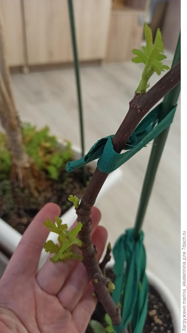 Побеги инжира