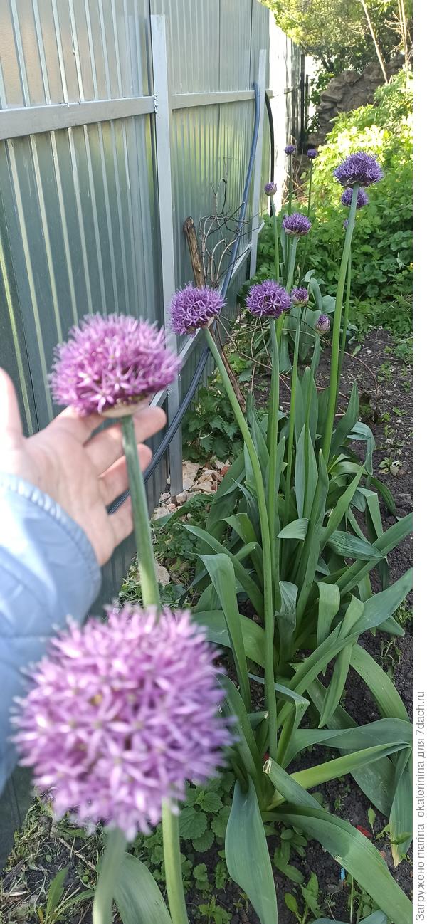 Лук-анзур в цвету