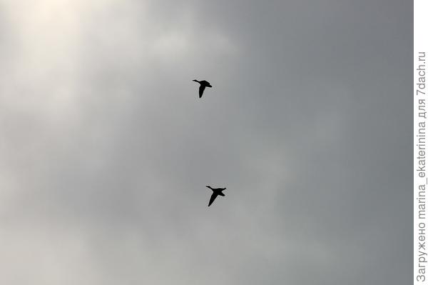 Какие-то суетливые утки, сновавшие туда-сюда