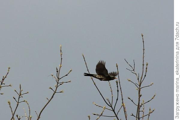 Дрозд-рябинник