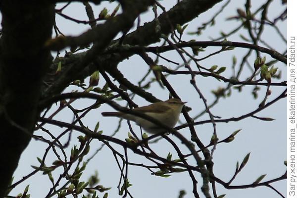 Пеночка-теньковка