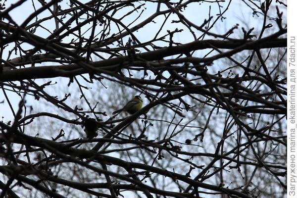 Большая синица