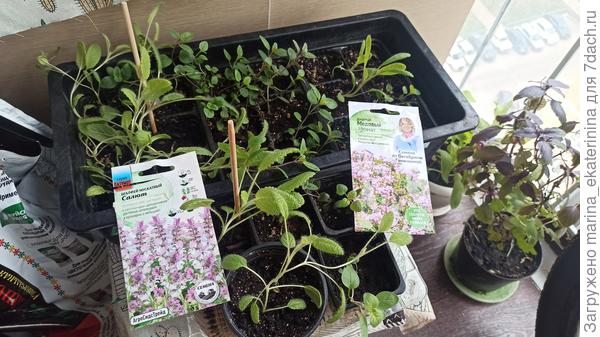 Рассада шалфея и лаванды