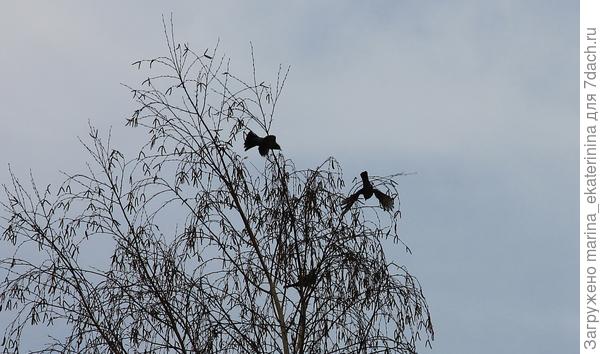 Опять дрозды-рябинники