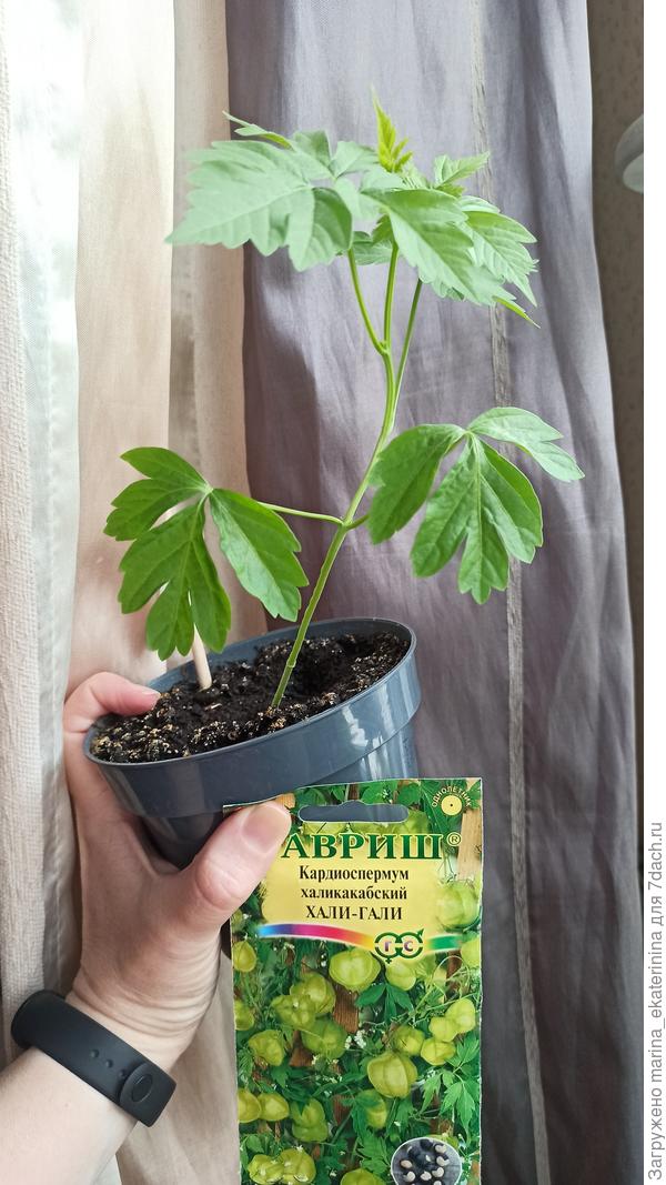 Кардиоспермум