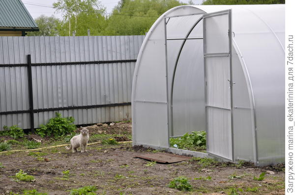 Телица в деле