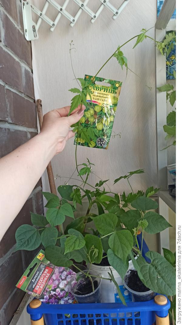 Рассада кардиоспермума