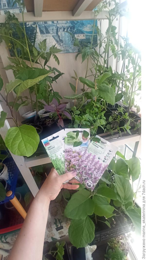 Рассада на лоджии