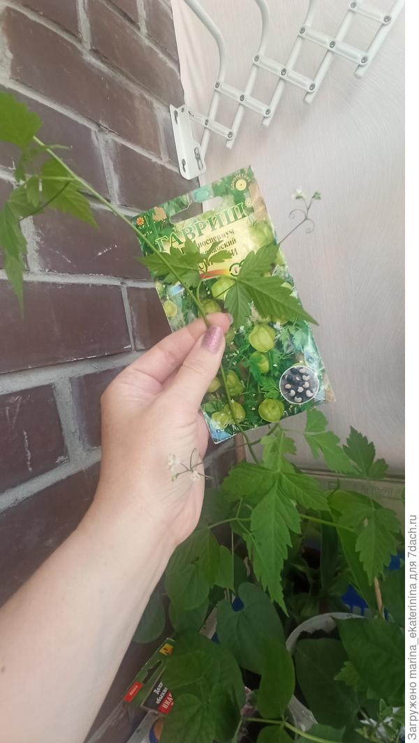 Кардиоспермум