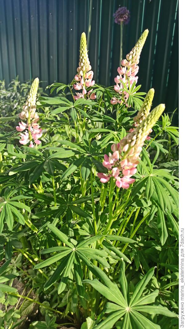 Зацветает люпин