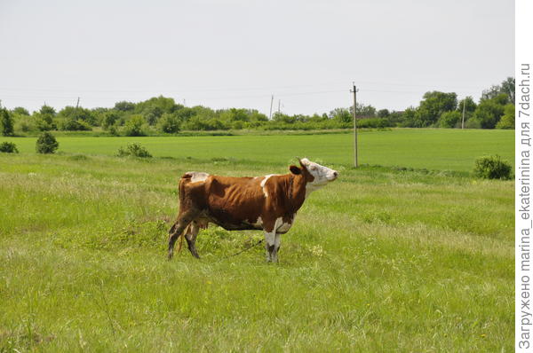 Корова на лугу. Позирует